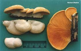 Attēlu rezultāti vaicājumam “Phyllotopsis nidulans”