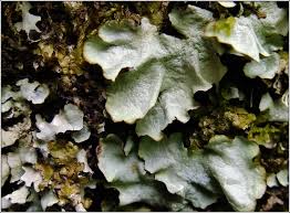 Attēlu rezultāti vaicājumam “Cetrelia olivetorum”