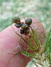 Attēlu rezultāti vaicājumam “Stuckenia pectinata”