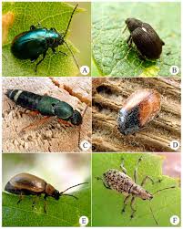 Attēlu rezultāti vaicājumam “Aphodius sp. imago”