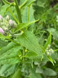 Attēlu rezultāti vaicājumam “Hesperis matronalis leaf”