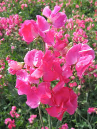 Image result for Lathyrus odoratus