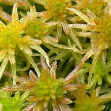 Attēlu rezultāti vaicājumam “Sphagnum tenellum”