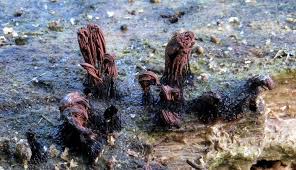 Attēlu rezultāti vaicājumam “Stemonitidaceae”