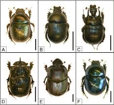 Attēlu rezultāti vaicājumam “Aphodius subterraneus imago”