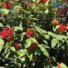 Attēlu rezultāti vaicājumam “Viburnum lantana”