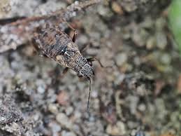 Attēlu rezultāti vaicājumam “Nithecus jacobaeae”