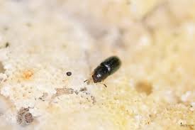 Attēlu rezultāti vaicājumam “Scaphisoma sp.”