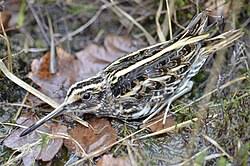 Image result for Lymnocryptes minimus