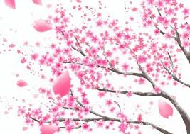Image result for 緋寒桜