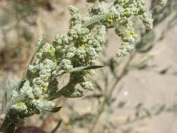 Image result for Chenopodium ambrosioides