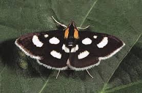 Attēlu rezultāti vaicājumam “Anania funebris”