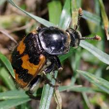 Attēlu rezultāti vaicājumam “Nicrophorus vespillo”