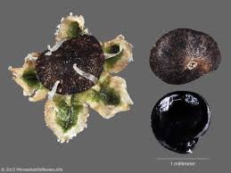 Attēlu rezultāti vaicājumam “Chenopodium album”