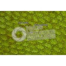 Attēlu rezultāti vaicājumam “Plagiomnium undulatum sporophyte”