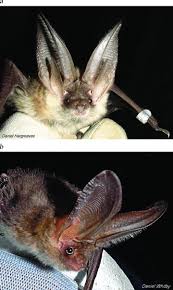 Attēlu rezultāti vaicājumam “Plecotus auritus”