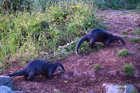 Image result for Eltham Otters