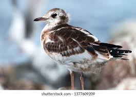Attēlu rezultāti vaicājumam “Larus ridibundus juvenile”
