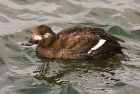 Attēlu rezultāti vaicājumam “Melanitta fusca male”