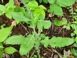 Attēlu rezultāti vaicājumam “Stemonaria irregularis young”