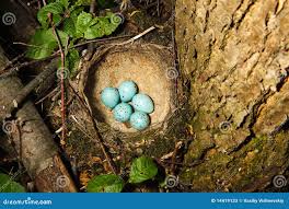 Attēlu rezultāti vaicājumam “Turdus viscivorus nest”