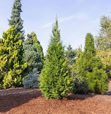 Attēlu rezultāti vaicājumam “Thuja plicata”