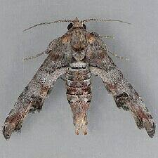 Attēlu rezultāti vaicājumam “Nolidae”