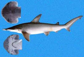 Image result for Sphyrna corona