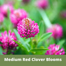 Attēlu rezultāti vaicājumam “Trifolium medium flower”