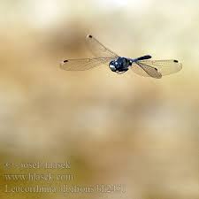 Attēlu rezultāti vaicājumam “Leucorrhinia albifrons female”