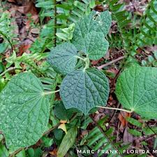 Attēlu rezultāti vaicājumam “Reticularia lobata young”