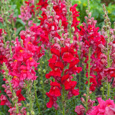 Image result for Antirrhinum majus