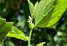 Attēlu rezultāti vaicājumam “Dianemataceae”