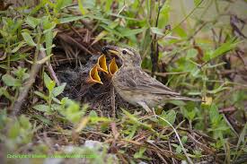 Image result for Anthus godlewskii