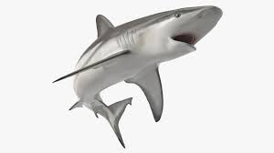 Image result for Carcharhinus amblyrhynchos