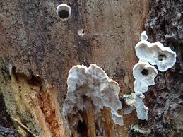 Attēlu rezultāti vaicājumam “Antrodia serialis”