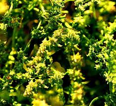 Attēlu rezultāti vaicājumam “Atriplex littoralis fruit”