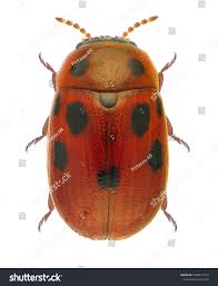 Attēlu rezultāti vaicājumam “Gonioctena”