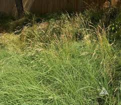 Attēlu rezultāti vaicājumam “Festuca ovina flower”