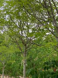 Attēlu rezultāti vaicājumam “Cladrastis kentukea”