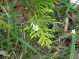 Attēlu rezultāti vaicājumam “Linum catharticum fruit”