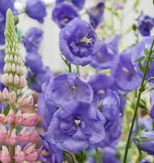 Image result for Campanula persicifolia
