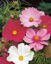 Image result for Schmuckkörbchen