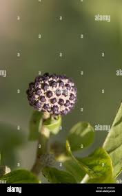 Attēlu rezultāti vaicājumam “Eleutherococcus sessiliflorus”