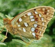 Attēlu rezultāti vaicājumam “Argynnis laodice underside”