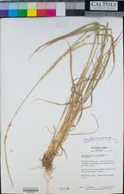 Attēlu rezultāti vaicājumam “Elymus caninus fruit”