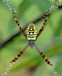 Image result for st andrews cross spider