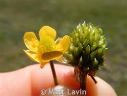 Attēlu rezultāti vaicājumam “Ranunculus acris fruit”