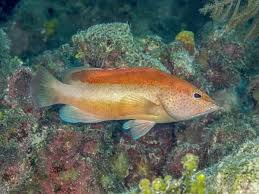 Image result for Cephalopholis fulva