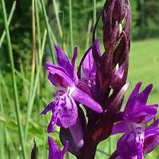 Attēlu rezultāti vaicājumam “Dactylorhiza traunsteineri”